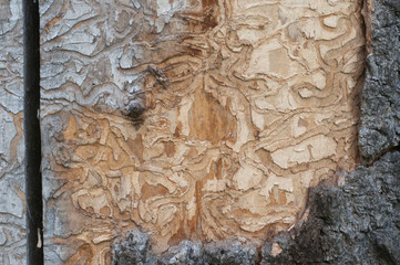 The bark beetle holes