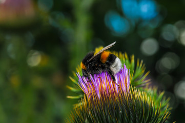 bumblebee sits on a bright flower of a prickly plant. Beautiful