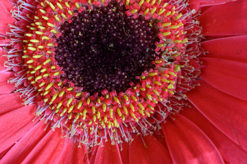 macro  of red Gerber daisy flower