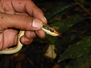 Fototapeta premium Closeup of a small snake, caught in the rain forest in Thailand