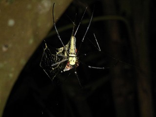 Closeup of a spider in the rain forest of Thailand