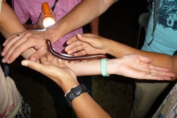 Huge red centipede in the jungle of Thailand
