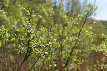 Willow branch with leaves in focus on the background of the rest of the defocused bush