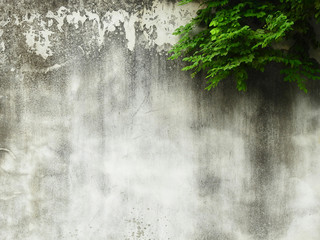 aged street concrete wall with green leaf of branch tree