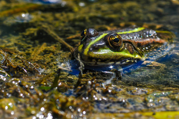 Cute frog , sitting in a little pond in the water