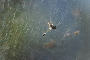 Close up spider and flies on a spider web with sunlight