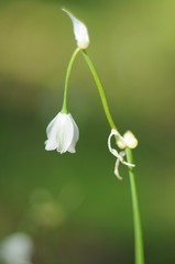 Small white flower on a green background close-up