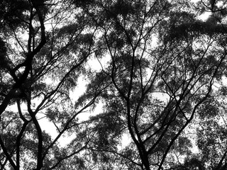 silhouette of tree with leaf, black and white style