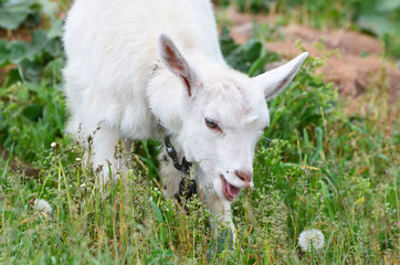 White goat in the village, photo