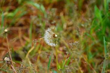 Close-up dandelion in green grass, photo