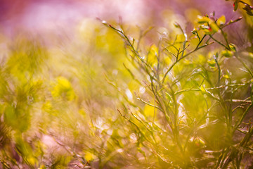 Young plants, close-up in the spring forest, blurred background