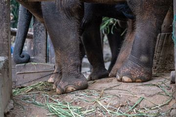 Obraz premium The elephants are in the elephant camp in Mae Rim District, Chiang Mai Province in the north of Thailand.