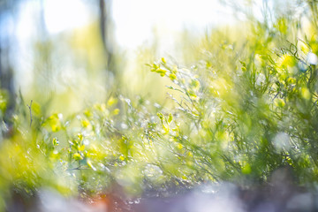 Young plants, close-up in the spring forest, blurred background