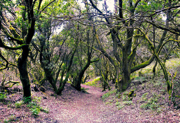 Fairytale forest