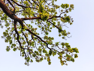 branches of a tree