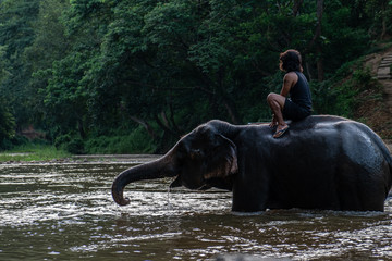 The elephants are in the elephant camp in Mae Rim District, Chiang Mai Province in the north of Thailand.
