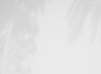 Naklejka premium abstract shadow of leaves on white concrete wall