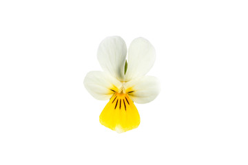 Field Pansy flower isolated on white background. Viola arvensis with white and yellow petals.