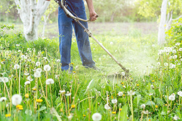 The gardener mows the grass with a trimmer in the spring garden