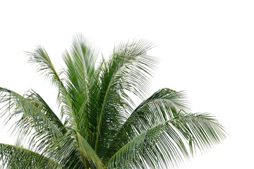 Tropical coconut leaves with branches on white isolated background for green foliage backdrop 