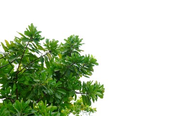 Tropical tree leaves with branches on white isolated background for green foliage backdrop 