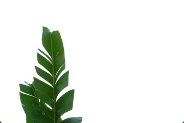 Tearing banana leaves on white isolated background for green foliage backdrop 