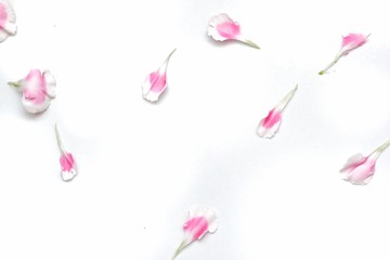 Blurred a group of sweet pink Carnation flower corollas on white isolated background,softy style