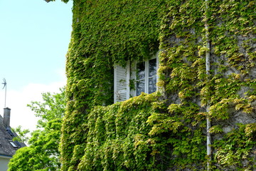 Virginia creeper on the wall of the small city of le Pouliguen, in the west of France, near the Atlantic ocean.