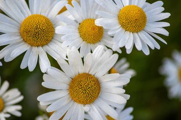 Blühende Margeriten (Leucanthemum) auf der Blumenwiese zeigt Frühling in voller Blüte mit weißen Blüten und gelben Blütenpollenstempeln als Bienenweide für leckeren Honig als Muttertagsgeschenk