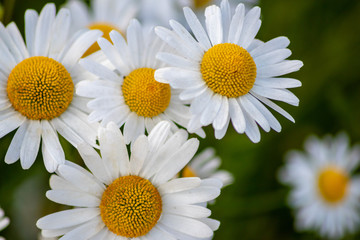 Obraz premium Blühende Margeriten (Leucanthemum) auf der Blumenwiese zeigt Frühling in voller Blüte mit weißen Blüten und gelben Blütenpollenstempeln als Bienenweide für leckeren Honig als Muttertagsgeschenk