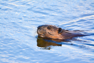 Beaver swimming in water © Philip