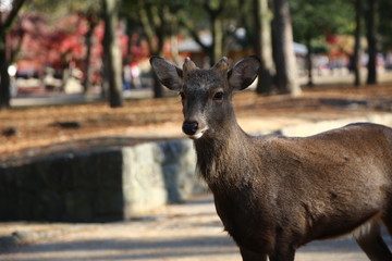 deer  walk in a park in autumn