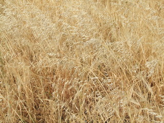 field of Golden barley