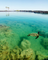 Blue Lagoon Turtle Floating in Turquoise Still Clear Water Hawaii Big Island Landscape USA