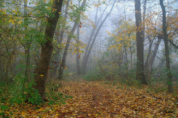 autumn forest with misty morning