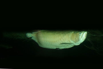 un poisson de l'espèce scleropages famosus