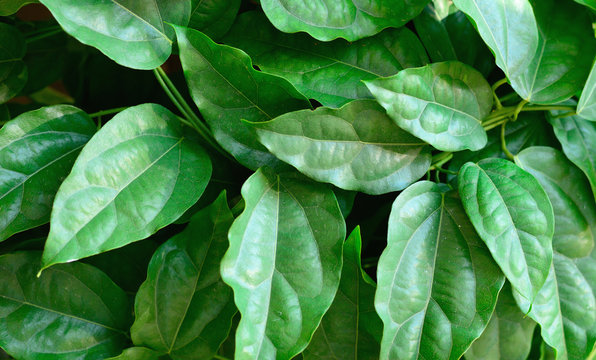 Tiliacora triandra green leaves pattern.