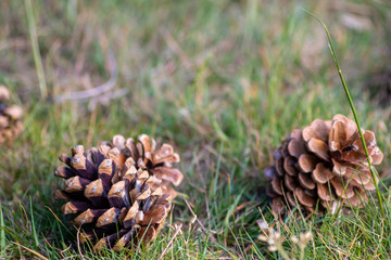 Reife Kiefernzapfen von Kiefernbaum, Fichte oder Tanne zeigt Samen im offenen Zapfen und fällt im...