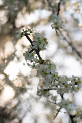 Beautiful Close-up of the White Cerry Blossom,