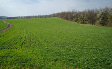 Obraz premium Spring coming to the land