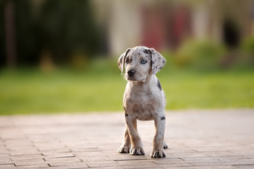 adorable catahoula leopard dog puppy standing outdoors in summer