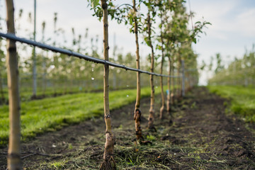 Using drip irrigation in a young apple tree garden - obrazy, fototapety, plakaty