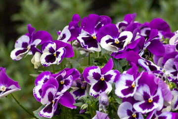 Farbenfrohe Stiefm&uuml;tterchen oder violette Veilchen im Fr&uuml;hling wecken Fr&uuml;hlingsgef&uuml;hle und sind ein pr&auml;chtiger Blumenzauber im Garten mit gelb, pink, rosa und violett als bunte Bl&uuml;ten