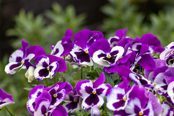 Farbenfrohe Stiefm&uuml;tterchen oder violette Veilchen im Fr&uuml;hling wecken Fr&uuml;hlingsgef&uuml;hle und sind ein pr&auml;chtiger Blumenzauber im Garten mit gelb, pink, rosa und violett als bunte Bl&uuml;ten