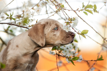 catahoula leopard dog puppy portrait by a blooming tree