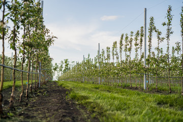 Using drip irrigation in a young apple tree garden