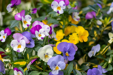 Farbenfrohe Stiefmütterchen oder violette Veilchen im Frühling wecken Frühlingsgefühle und sind ein prächtiger Blumenzauber im Garten mit gelb, pink, rosa und violett als bunte Blüten
