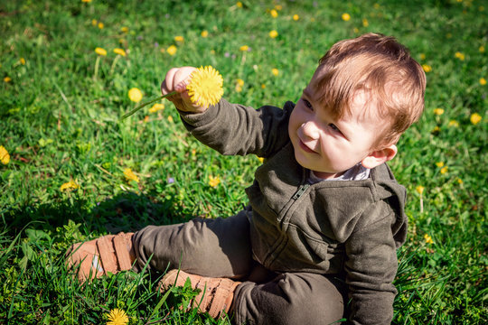 A picture of a child sitting on a lawn with dandelions on a clear spring or summer day. The concept of a happy childhood. The emotions of a child.