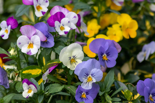 Farbenfrohe Stiefm&uuml;tterchen oder violette Veilchen im Fr&uuml;hling wecken Fr&uuml;hlingsgef&uuml;hle und sind ein pr&auml;chtiger Blumenzauber im Garten mit gelb, pink, rosa und violett als bunte Bl&uuml;ten