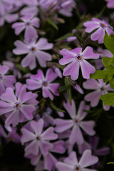 Delicate violet flowerbed plants. Lavender Phlox Rocky Road Periwinkle. 